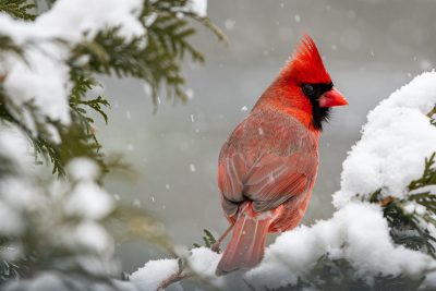 cardinal in a tree with snow falling
