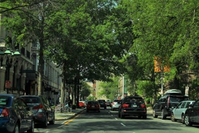 trees lining street of downtown New Haven