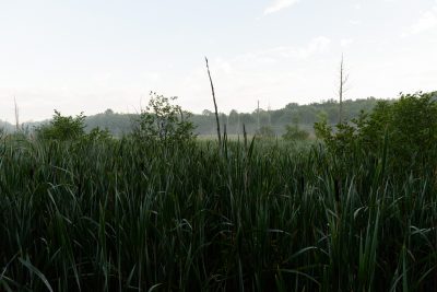 wetlands on UConn Storrs campus